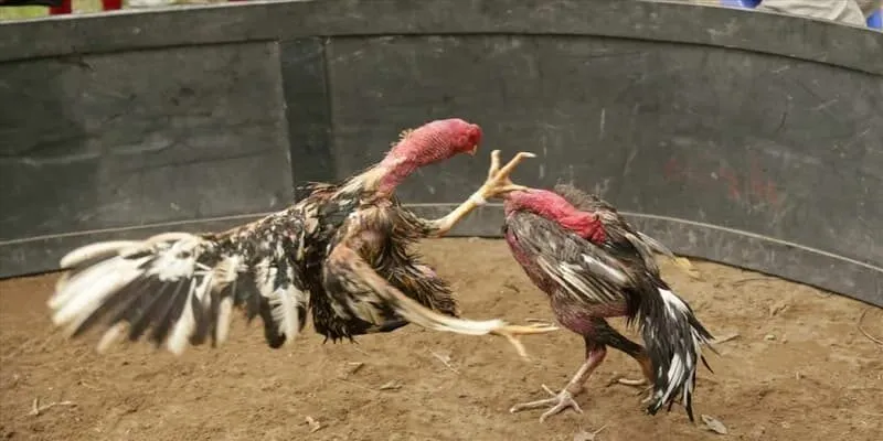 Đá Gà Ăn Tiền Tại Zbet - Tham Gia Ngay, Chần Chờ Chi 2 Cách thức tham gia cá cược vô cùng dễ dàng