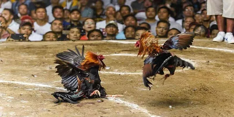 Đá gà ăn tiền hiện nay rất phổ biến được rất nhiều sư kê ưa chuộng Đá gà ăn tiền hiện nay rất phổ biến được rất nhiều sư kê ưa chuộng