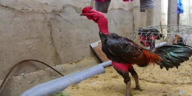 Anh em hãy bỏ túi cho mình một số kinh nghiệm để có thể áp dụng vào trận đấu của mình