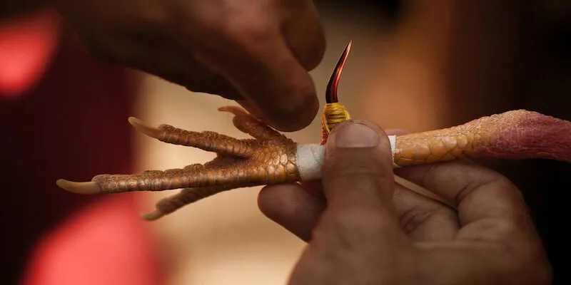 Đá Gà Cựa Dao - Chiến Thuật Bất Bại Trong Sới Gà Kinh Điển 3 Đeo cựa đồng để chuẩn bị cho trận đá gà cựa dao