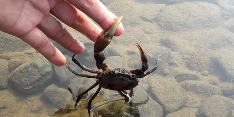 Nằm mơ thấy cua kẹp tay - Mơ thấy cua đánh con gì?