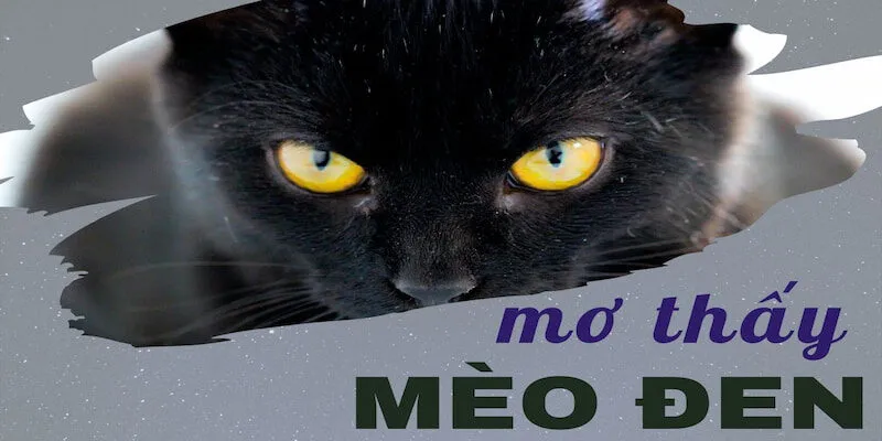 Mèo đen và con số liên quan